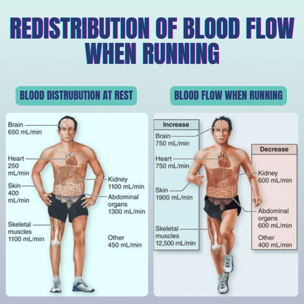 Diagram of blood flow at rest and while running, with less blood going to the abdominal organs during running