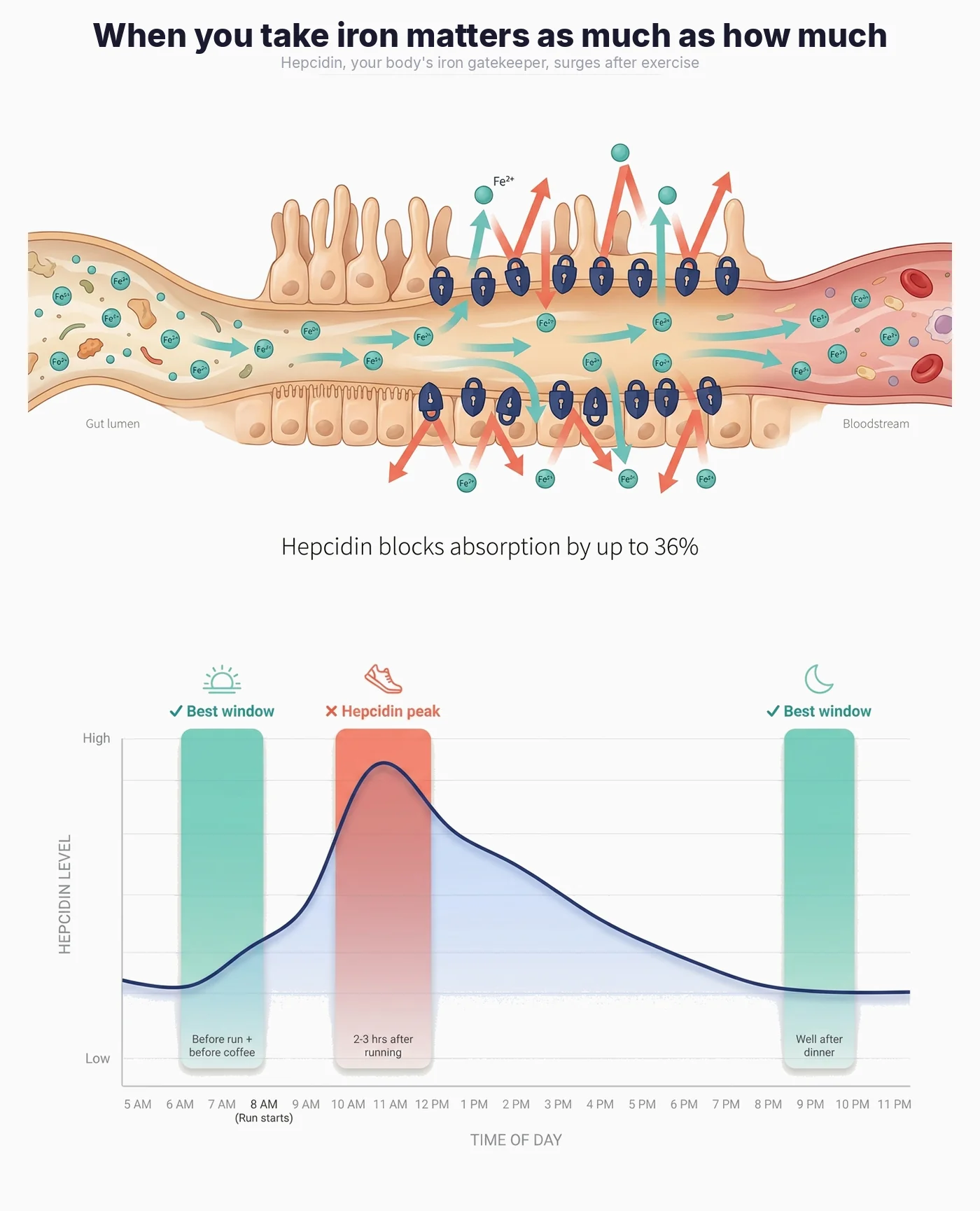 Infographic showing iron absorption timing window for runners - hepcidin spike blocks absorption for 2-3 hours after exercise, with optimal windows being morning before run and bedtime