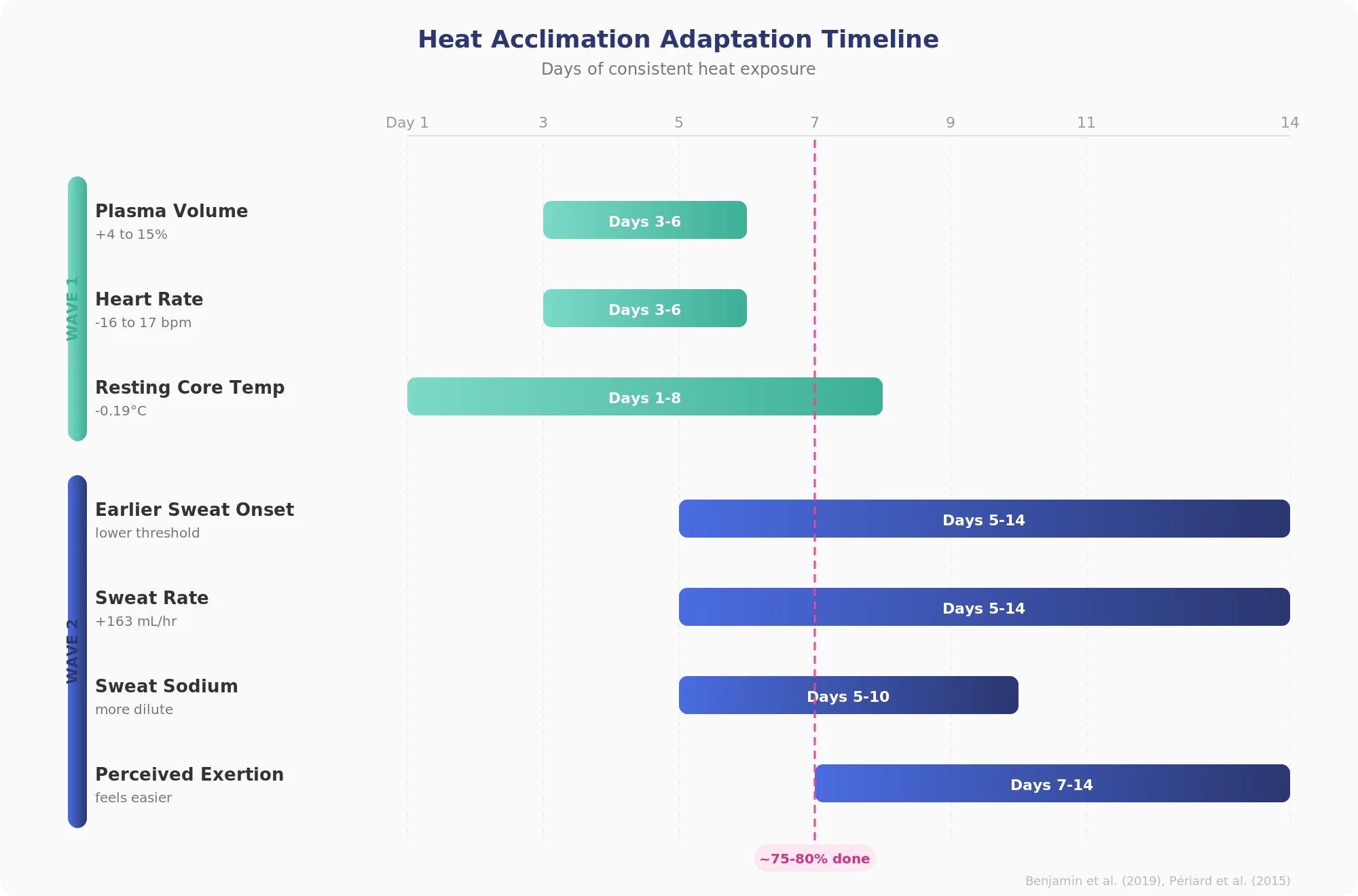 Heat acclimation adaptation timeline showing two waves: cardiovascular adaptations arriving in days 3-6, thermoregulatory adaptations developing over days 5-14