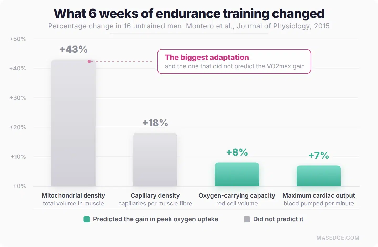 Bar chart of the percentage change in mitochondrial density, capillary density, red cell volume and maximum cardiac output after 6 weeks of endurance training
