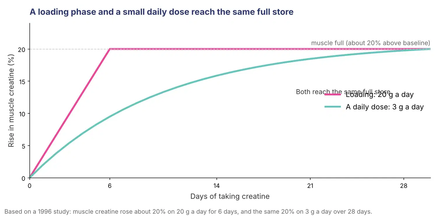 Line chart showing muscle creatine rising to the same full level with a 20 gram a day loading phase over 6 days or a 3 gram a day dose over 28 days